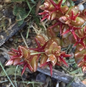 Sedum caespitosum at Stirling, ACT - 20 Oct 2016 04:04 PM