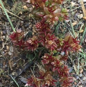 Sedum caespitosum at Stirling, ACT - 20 Oct 2016 04:04 PM