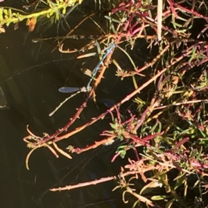 Austrolestes leda at Fraser, ACT - 29 Oct 2016 04:01 PM