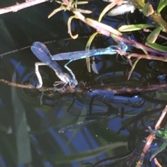 Austrolestes leda at Fraser, ACT - 29 Oct 2016 04:01 PM