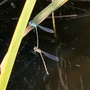 Austrolestes leda at Fraser, ACT - 29 Oct 2016 04:01 PM