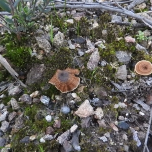 Coltricia sp. at Burrinjuck, NSW - 26 Sep 2016