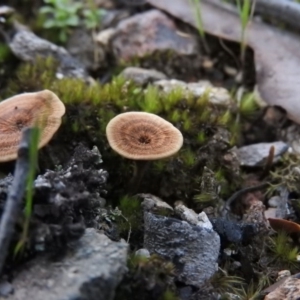 Coltricia sp. at Burrinjuck, NSW - 26 Sep 2016