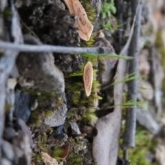 Coltricia sp. at Burrinjuck, NSW - 26 Sep 2016