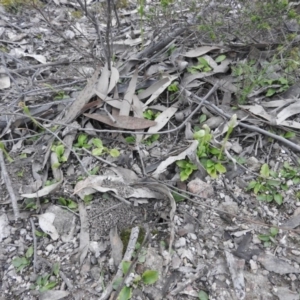 Pterostylis nutans at Burrinjuck, NSW - suppressed