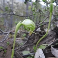 Pterostylis nutans at Burrinjuck, NSW - 26 Sep 2016