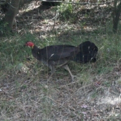 Alectura lathami (Australian Brush-turkey) at Bywong, NSW - 5 Jan 2012 by davidmcdonald