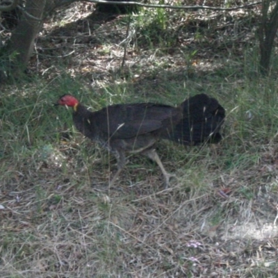 Alectura lathami (Australian Brush-turkey) at Bywong, NSW - 4 Jan 2012 by davidmcdonald