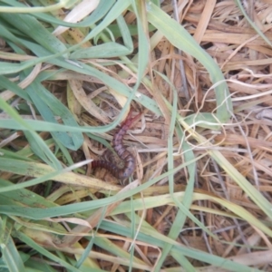 Cormocephalus aurantiipes at Gungahlin, ACT - 28 Oct 2016