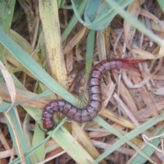 Cormocephalus aurantiipes at Gungahlin, ACT - 28 Oct 2016 09:23 AM