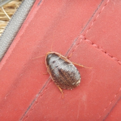 Calolampra sp. (genus) (Bark cockroach) at Franklin, ACT - 28 Oct 2016 by MichaelMulvaney