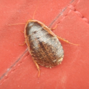 Calolampra sp. (genus) at Franklin, ACT - 28 Oct 2016 10:17 AM