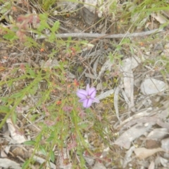 Thysanotus patersonii (Twining Fringe Lily) at Black Mountain - 29 Oct 2016 by MichaelMulvaney