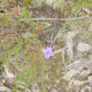 Thysanotus patersonii at Canberra Central, ACT - 29 Oct 2016