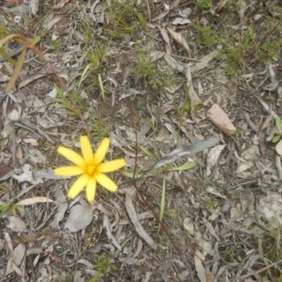 Microseris walteri (Yam Daisy, Murnong) at Canberra Central, ACT - 29 Oct 2016 by MichaelMulvaney