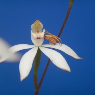 Caladenia moschata (Musky Caps) at Point 5800 - 29 Oct 2016 by MichaelMulvaney