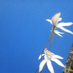 Caladenia moschata at Point 5800 - 29 Oct 2016