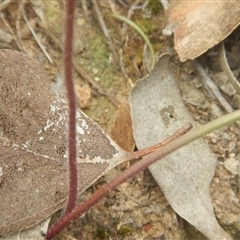 Caladenia moschata at Point 5800 - 29 Oct 2016