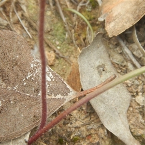 Caladenia moschata at Point 5800 - 29 Oct 2016