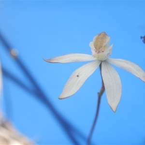 Caladenia moschata at Point 5800 - 29 Oct 2016