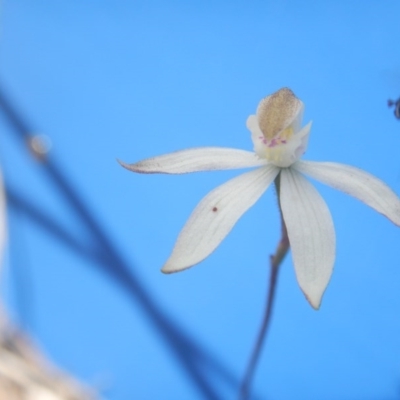 Caladenia moschata (Musky Caps) at Point 5800 - 29 Oct 2016 by MichaelMulvaney