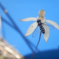 Caladenia moschata at Point 5800 - 29 Oct 2016