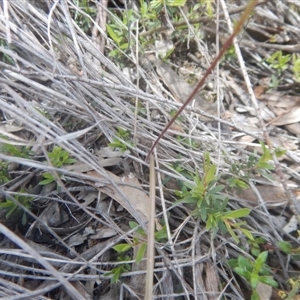 Caladenia moschata at Point 5800 - 29 Oct 2016