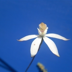 Caladenia moschata at Point 5800 - 29 Oct 2016