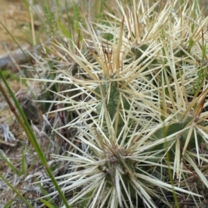 Cylindropuntia pallida at Deakin, ACT - 29 Oct 2016 12:00 AM