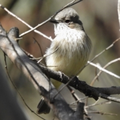 Pachycephala rufiventris (Rufous Whistler) at Paddys River, ACT - 18 Oct 2016 by JohnBundock