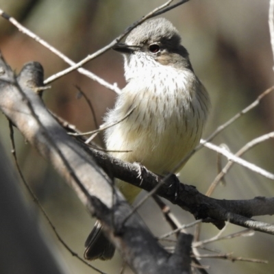 Pachycephala rufiventris (Rufous Whistler) at Paddys River, ACT - 18 Oct 2016 by JohnBundock