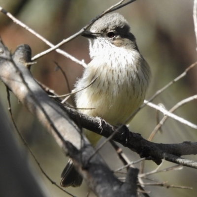 Pachycephala rufiventris (Rufous Whistler) at Tidbinbilla Nature Reserve - 18 Oct 2016 by JohnBundock