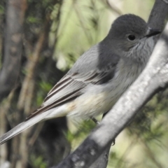 Pachycephala rufiventris at Paddys River, ACT - 18 Oct 2016