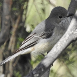 Pachycephala rufiventris at Paddys River, ACT - 18 Oct 2016