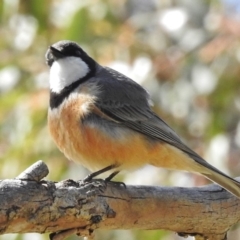 Pachycephala rufiventris at Paddys River, ACT - 18 Oct 2016