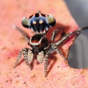 Maratus harrisi at Tharwa, ACT - 18 Nov 2012