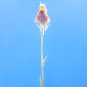 Calochilus platychilus at Canberra Central, ACT - suppressed