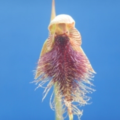 Calochilus platychilus at Canberra Central, ACT - suppressed