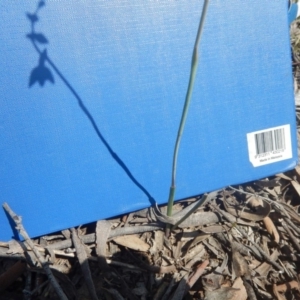 Thelymitra juncifolia at Canberra Central, ACT - suppressed