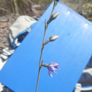 Thelymitra juncifolia at Canberra Central, ACT - 29 Oct 2016