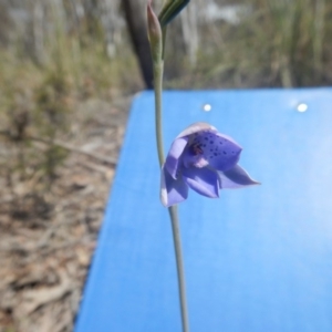 Thelymitra juncifolia at Canberra Central, ACT - suppressed