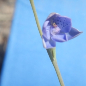 Thelymitra juncifolia at Canberra Central, ACT - 29 Oct 2016