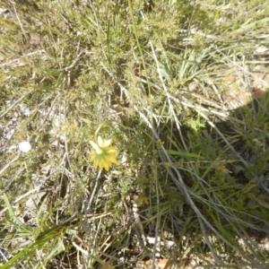 Microseris walteri at Canberra Central, ACT - 29 Oct 2016