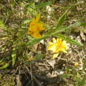 Microseris walteri at Aranda, ACT - 29 Oct 2016 03:19 PM