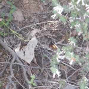 Vanessa itea at O'Connor, ACT - 29 Oct 2016 04:23 PM