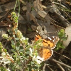 Vanessa kershawi (Australian Painted Lady) at Bruce Ridge - 29 Oct 2016 by MichaelMulvaney