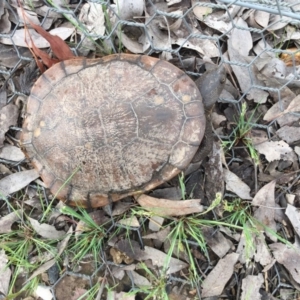 Chelodina longicollis at Gungahlin, ACT - 30 Oct 2016