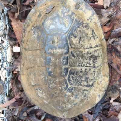 Chelodina longicollis (Eastern Long-necked Turtle) at Mulligans Flat - 29 Oct 2016 by CedricBear