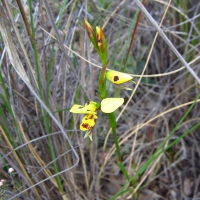 Diuris sulphurea (Tiger Orchid) at Aranda, ACT - 15 Oct 2014 by CathB