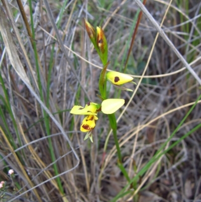 Diuris sulphurea (Tiger Orchid) at Point 3852 - 15 Oct 2014 by CathB